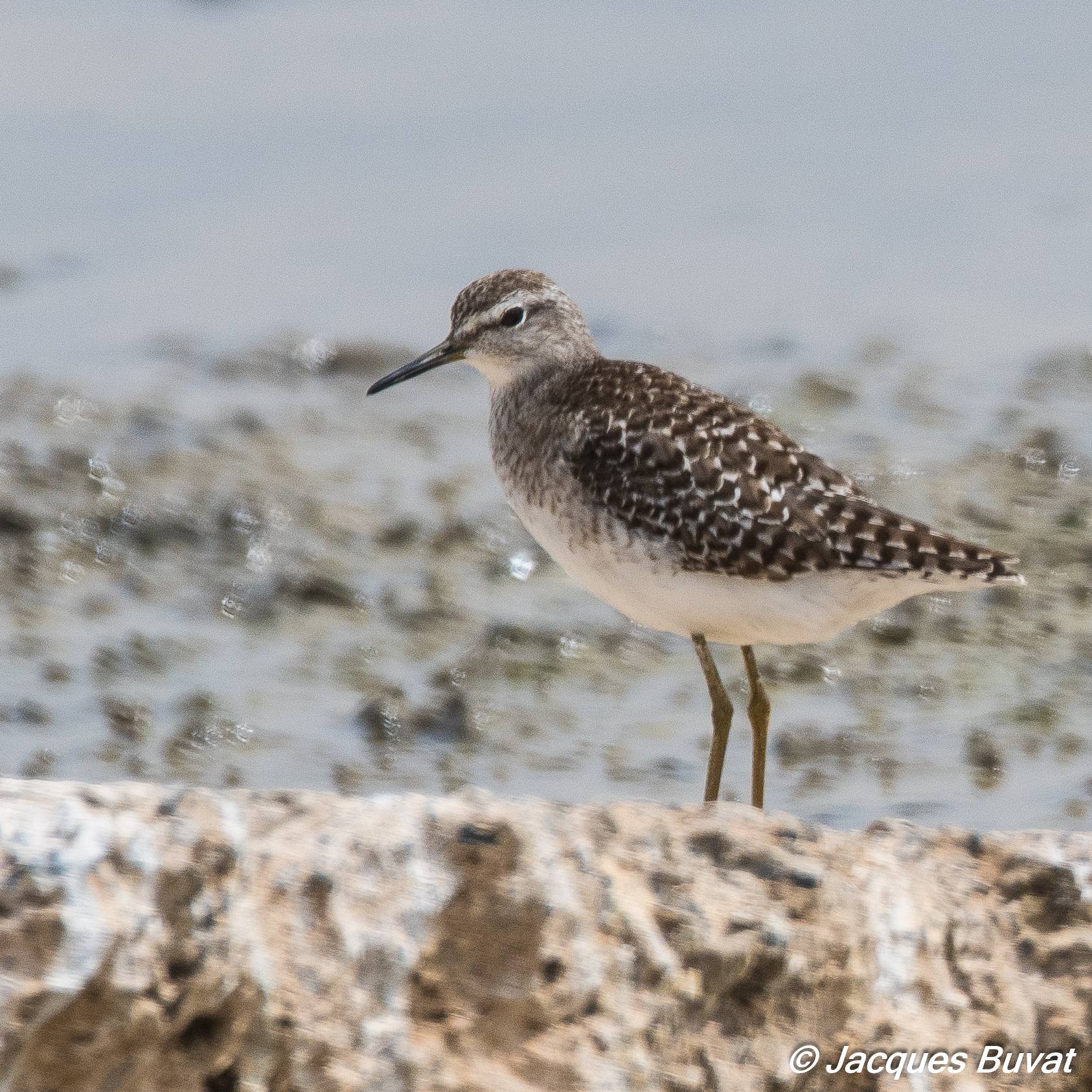 Chevalier sylvain (Wood sandpiper, Tringa glareola), adulte internuptial, Technopole de Pikine, Dakar, Sénégal.